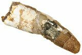 Fossil Spinosaurus Tooth - Real Dinosaur Tooth #327881-1